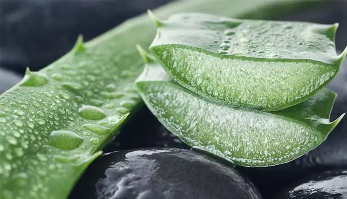 Aloe Vera & détox : Comment ça marche vraiment ?